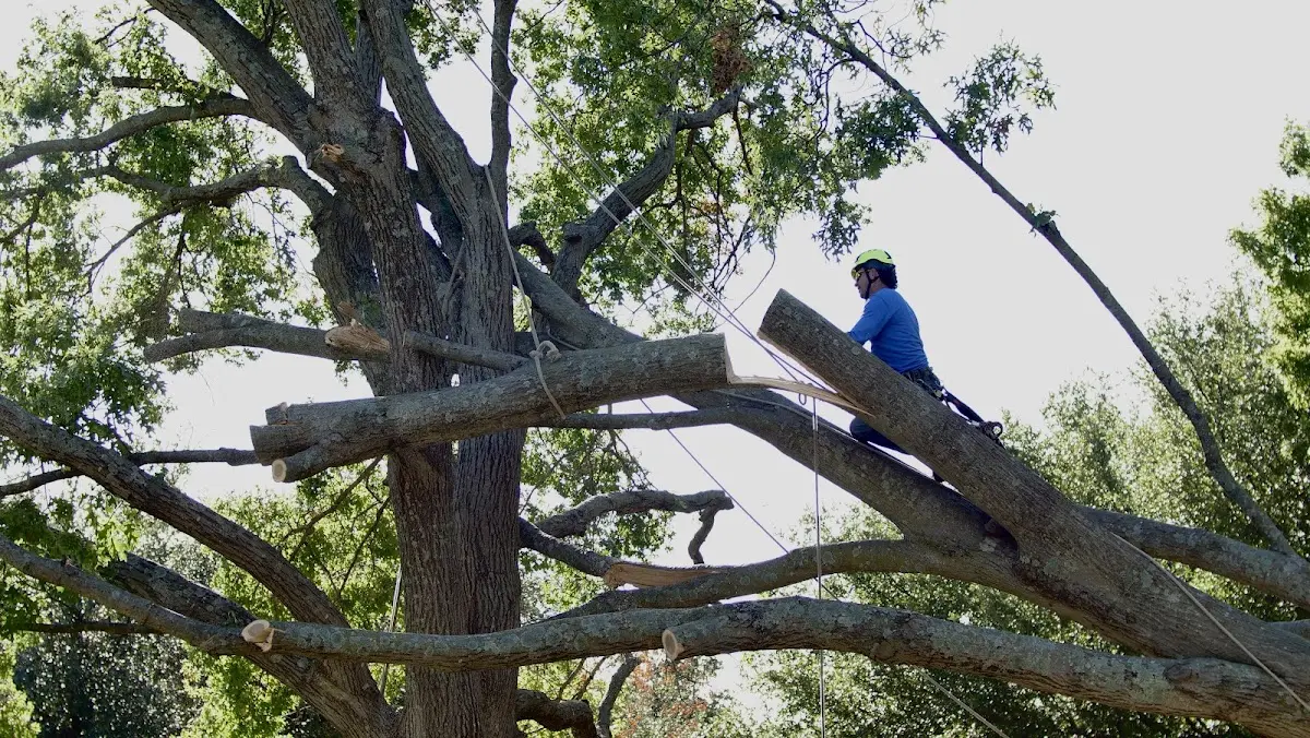 Professional Crown Thinning performed by certified arborists in Eagles Mere