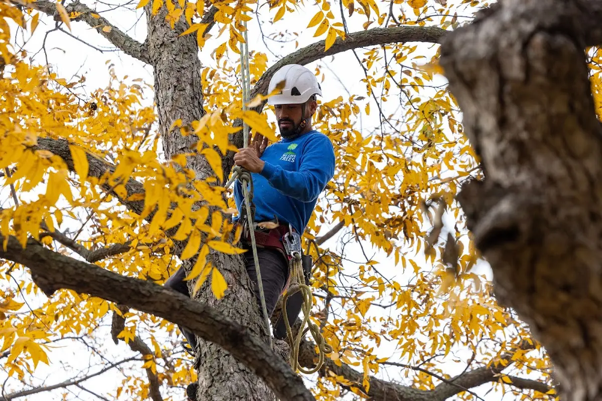 Skilled Tree Pruning crew working in Eagles Mere