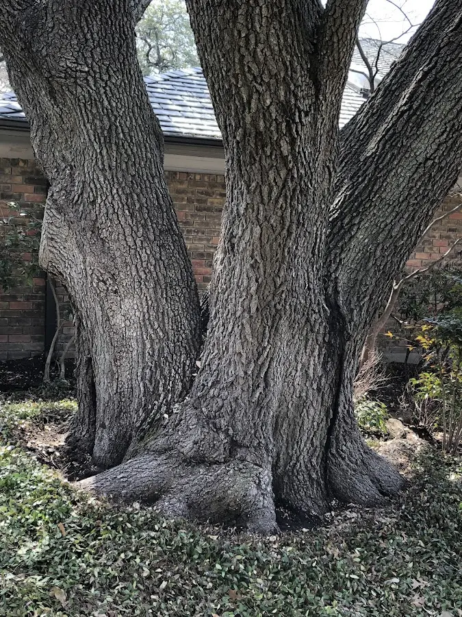 Mature heritage tree close to a Eagles Mere property cared for by certified arborists